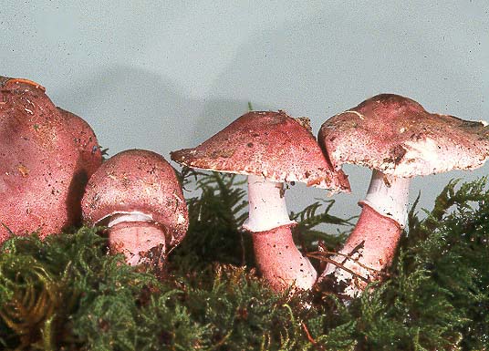Lepiota decorata